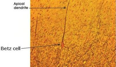 cells of betz|Betz Cell .